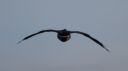 DSC_2277c.jpg