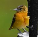 DSC_2283c.jpg