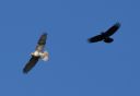 DSC_2384c.jpg