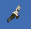 DSC_2397c.jpg