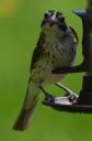 DSC_2527c.jpg