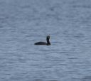DSC_2589c.jpg