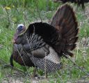 DSC_2746c.jpg