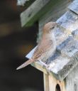 DSC_2826c.jpg