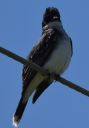 DSC_2885c.jpg