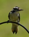 DSC_2921c.jpg