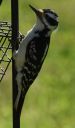 DSC_2945c.jpg