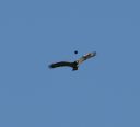 DSC_3115c.jpg