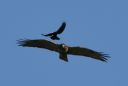 DSC_3116c.jpg