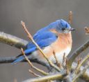 DSC_3533c.jpg