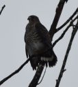 DSC_4145c.jpg