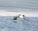 DSC_4496c.jpg