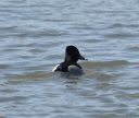 DSC_4502c.jpg