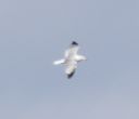 DSC_4514c.jpg
