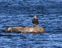 Merrimack_River_eagle_fish_DSC_0391.jpg