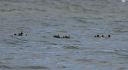 Plum_Island_Black_Scoters_sea_ducks_DSC_0428.jpg