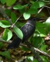 Plum_Island_Cat_Bird_DSC_0406.jpg