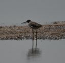Plum_Island_Stilt_Sandpiper_DSC_0408.jpg