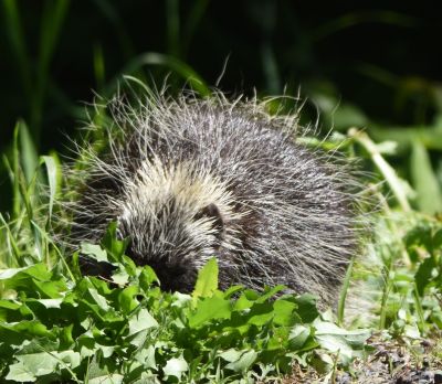 Porcupine
