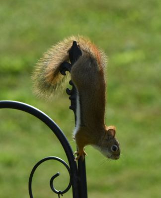 DSC_3134c.jpg