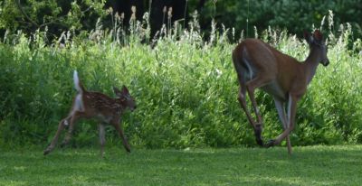 DSC_3135c.jpg